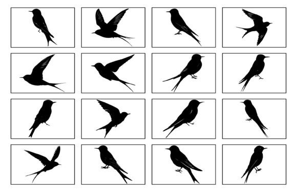 Common Swift Bird Silhouette Vector Set Review